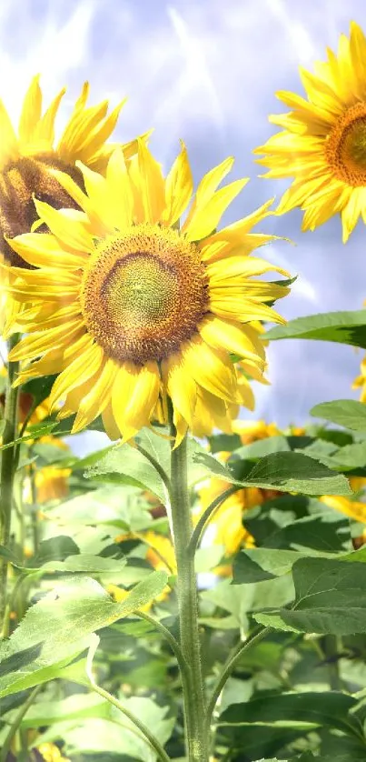 Vibrant sunflower field with blue sky and green leaves.