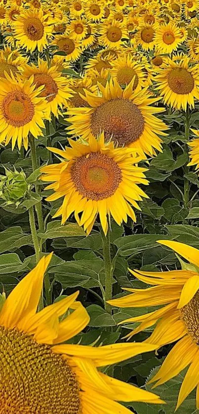 Sunflower field with vibrant yellow blooms and lush green leaves.