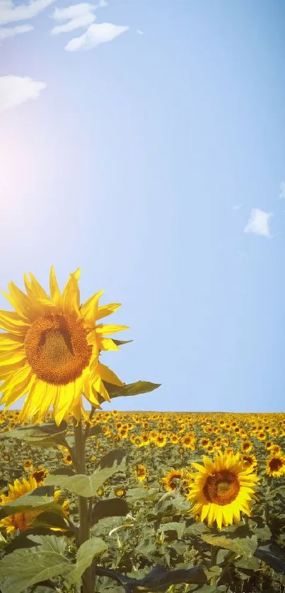 Vibrant sunflower field under a sunny blue sky.