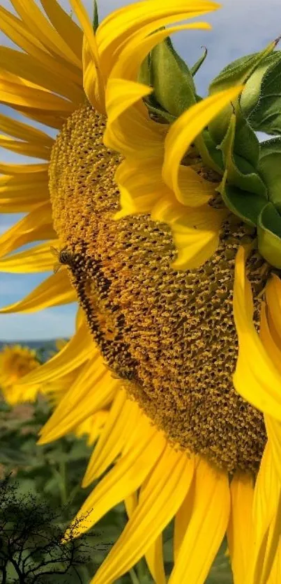 Close-up of a vibrant sunflower under a clear blue sky.