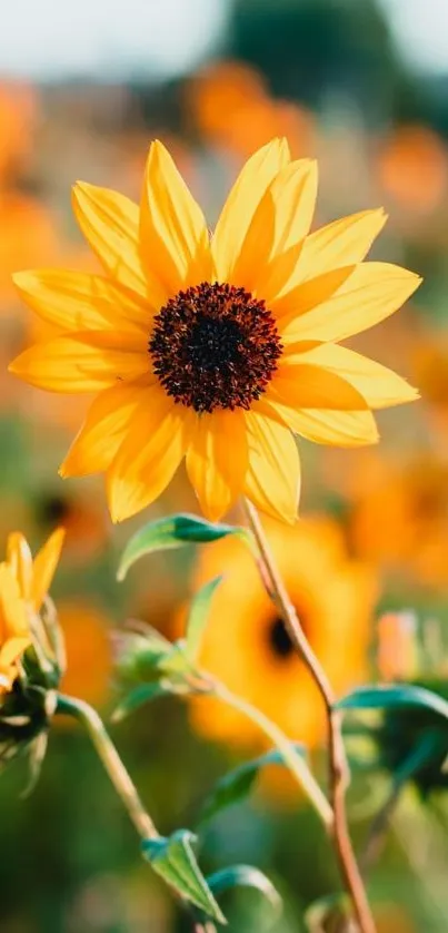 Close-up of a vibrant sunflower in a field.