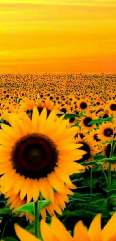 Vibrant sunflower field under a golden sunset sky.