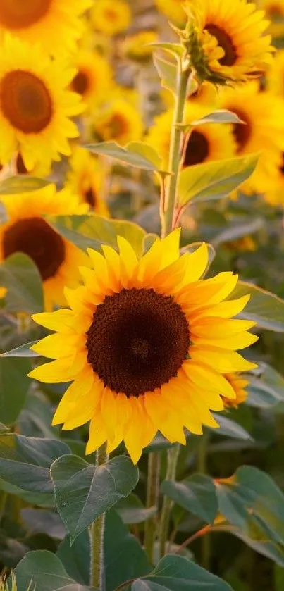 Mobile wallpaper featuring vibrant sunflowers in a field under the sun.