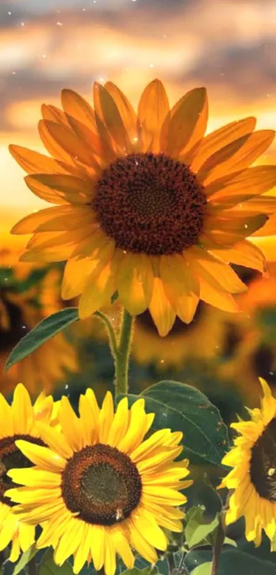 Vibrant sunflower field wallpaper with golden yellow blooms and sunset sky.