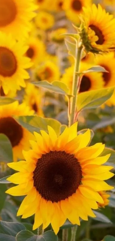 Mobile wallpaper of a vibrant sunflower field.