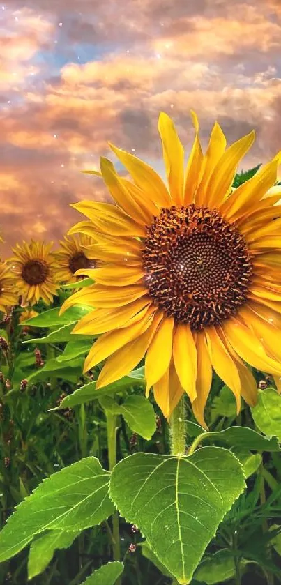 Vibrant sunflower field at sunset with colorful sky.