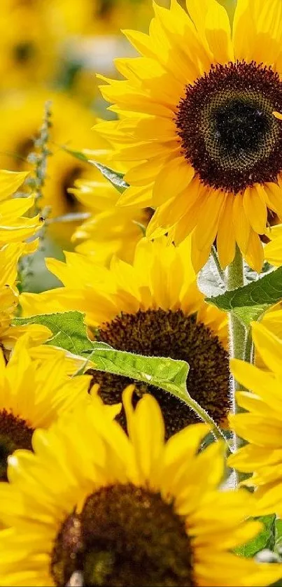 Vibrant field of blooming sunflowers with bright yellow petals.