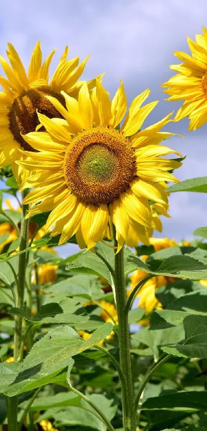 Vibrant sunflowers against a blue sky backdrop.