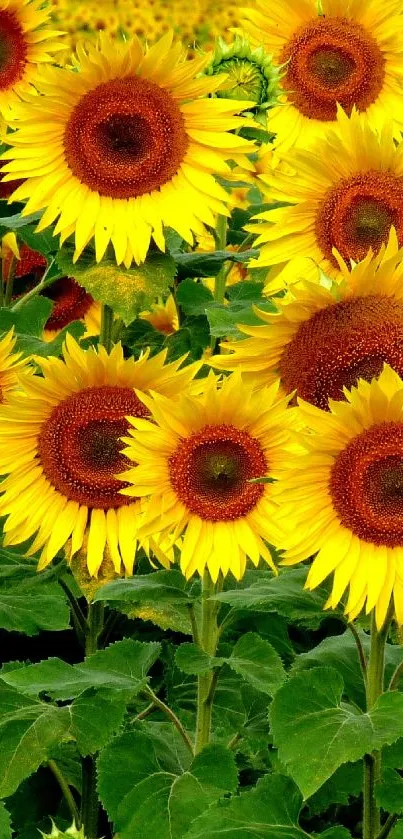 Bright sunflower field with vibrant yellow blooms under a clear blue sky.