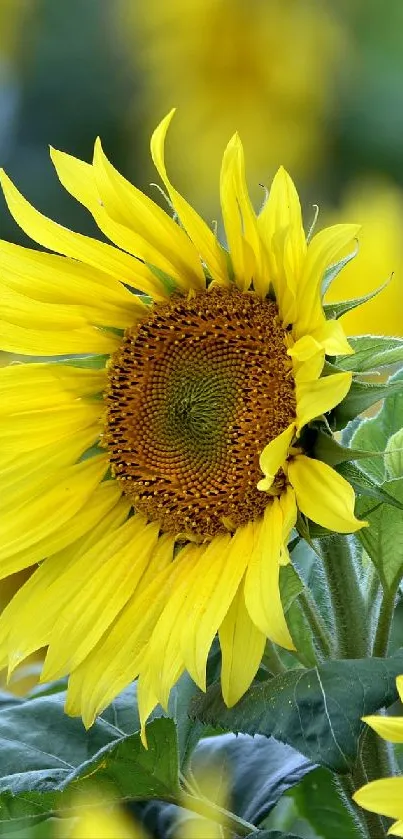 Vibrant field of sunflowers with green leaves, perfect for phone wallpaper.