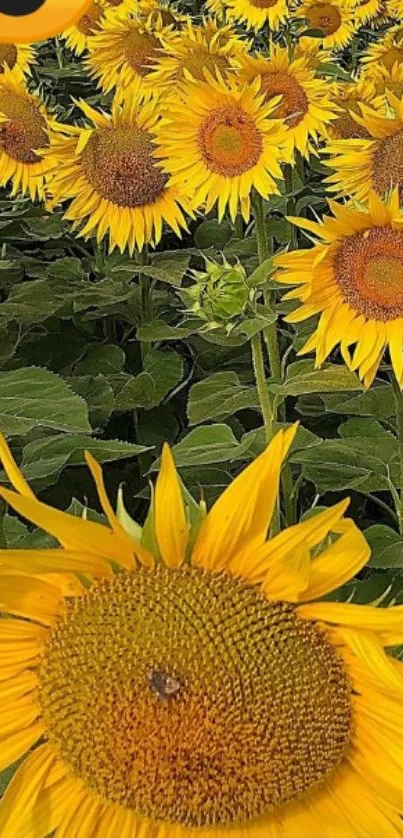 Sunflower field with lush yellow blooms under a sunny sky and heart-eyed emoji.