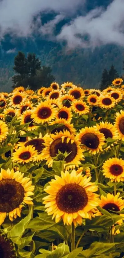 Field of vibrant sunflowers with a misty mountain in the background.