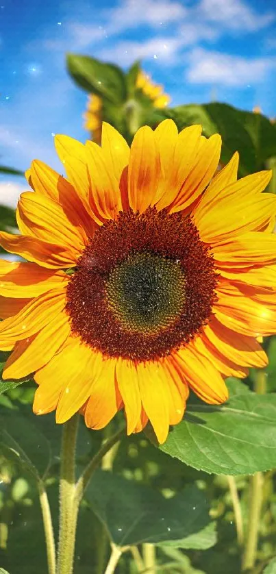 Close-up of a vibrant sunflower against a blue sky.