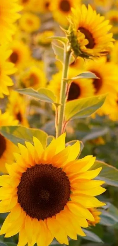 Vibrant sunflower field under warm sunlight.