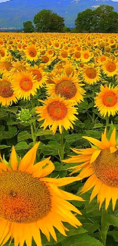A field of vibrant sunflowers with a mountainous backdrop and lush greenery.
