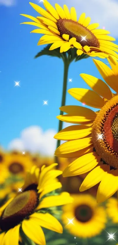 Sunflower field under a blue sky, vibrant yellow blooms visible.