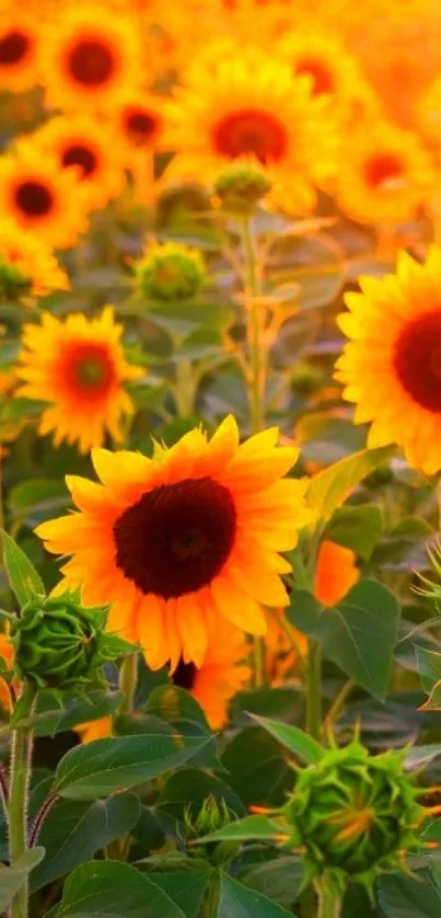 Vibrant sunflower field with bright yellow blooms and green leaves.