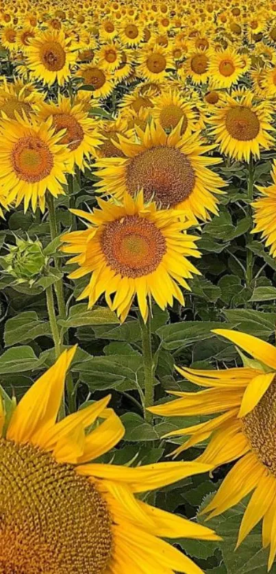 Bright sunflower field glowing under a sunny sky, perfect for mobile wallpaper.