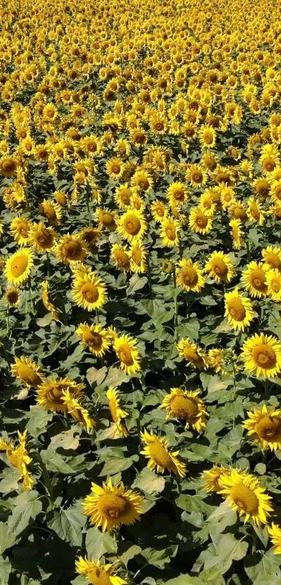 A vibrant field of sunflowers in full bloom under the sun.