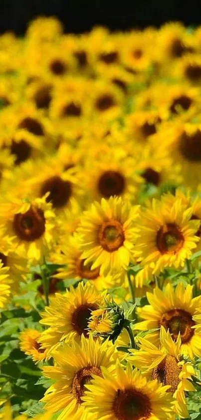 A vast field of vibrant yellow sunflowers under the sun.