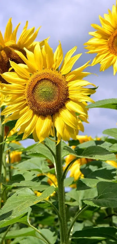 Tall, vibrant sunflowers under a bright blue sky, perfect for a summer wallpaper.