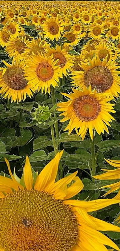 Vibrant sunflower field in full bloom, capturing natural beauty.