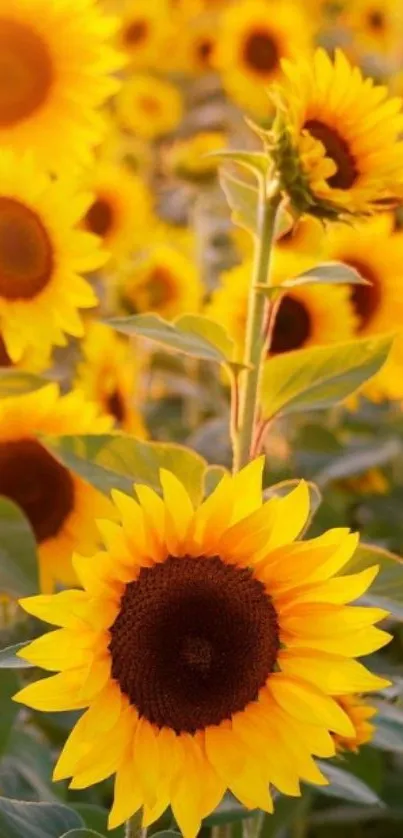 A vibrant sunflower field under a sunny sky, perfect for mobile wallpaper display.