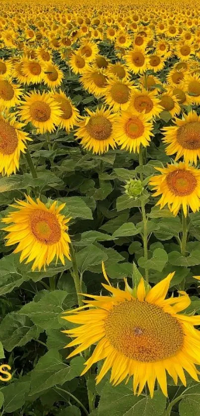 Vibrant sunflower field with green leaves in bright sunlight.