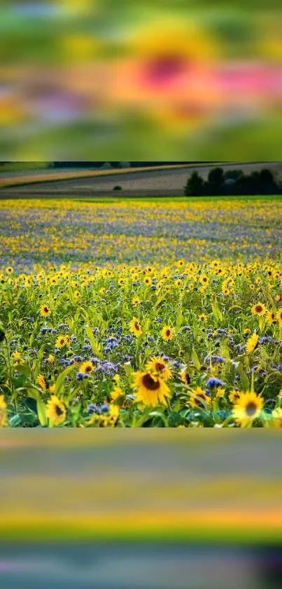 Sunflower field with vibrant yellow blooms and lush green backdrop.