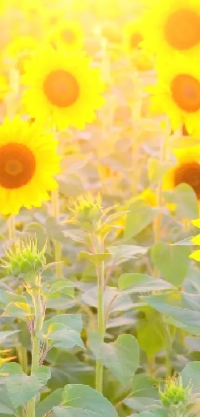 Vibrant field of sunflowers under sunlight, perfect for mobile wallpaper.