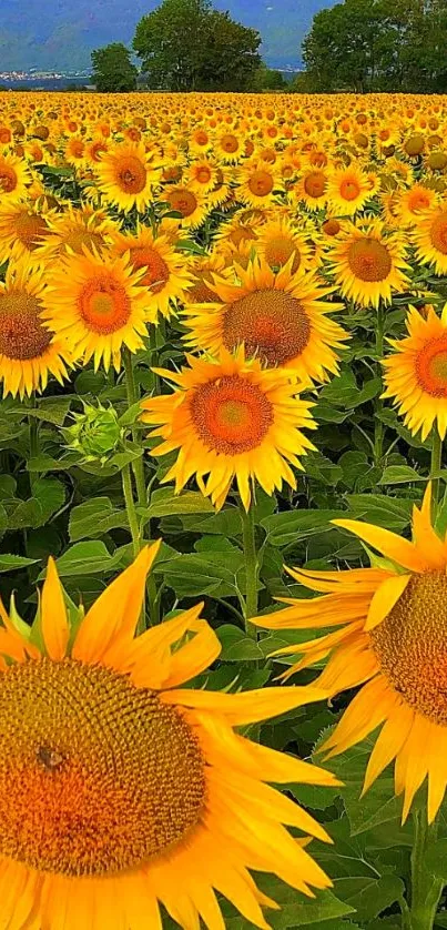 Vibrant sunflower field under a clear blue sky, perfect for mobile wallpaper.