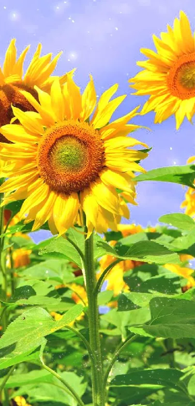 Vibrant sunflower field against a blue sky.