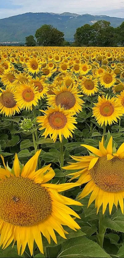 Sunflower field under a blue sky, creating a vibrant and natural mobile wallpaper.