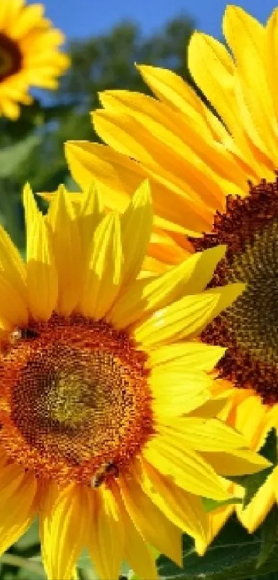 Vibrant sunflowers under a clear blue sky, capturing summer's beauty.