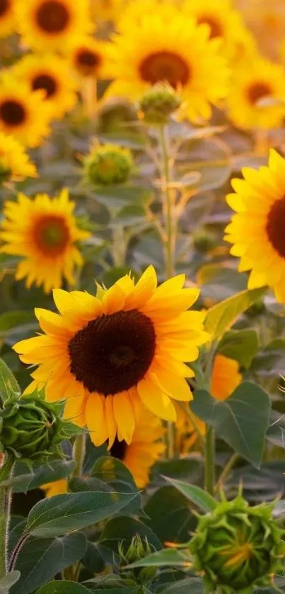 Sunflower field wallpaper with bright yellow blooms and lush green leaves.