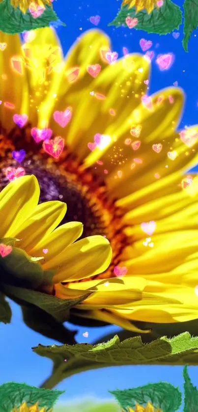 Vibrant sunflower with colorful heart bokeh on a bright blue background.