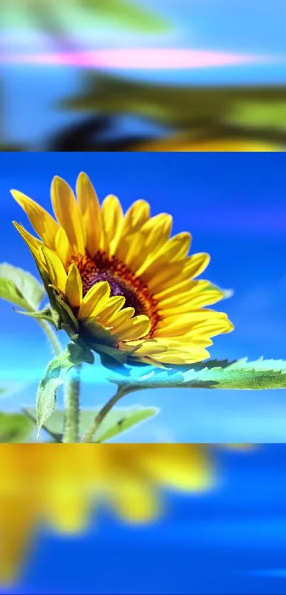 Bright sunflower under a vibrant blue sky, perfect mobile wallpaper.