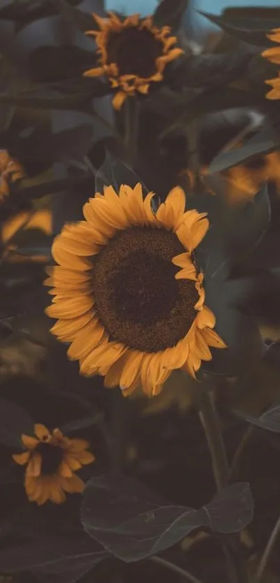 Sunflower with dark leaves and vibrant yellow petals on phone wallpaper.