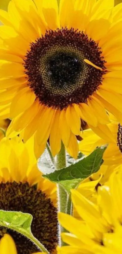 Bright yellow sunflowers with green leaves on a mobile wallpaper background.