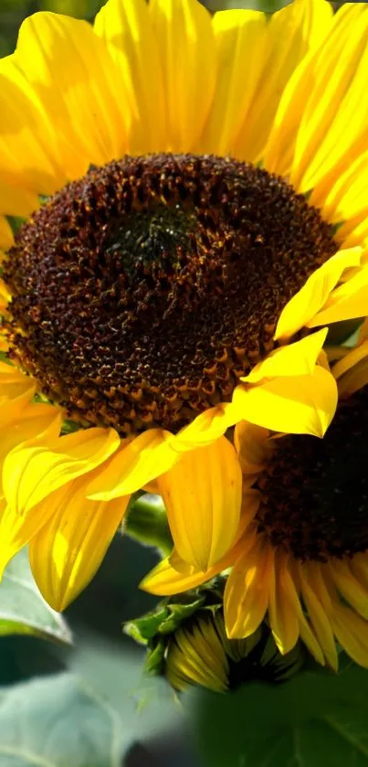 Vibrant yellow sunflower with rich brown center on a sunny day.