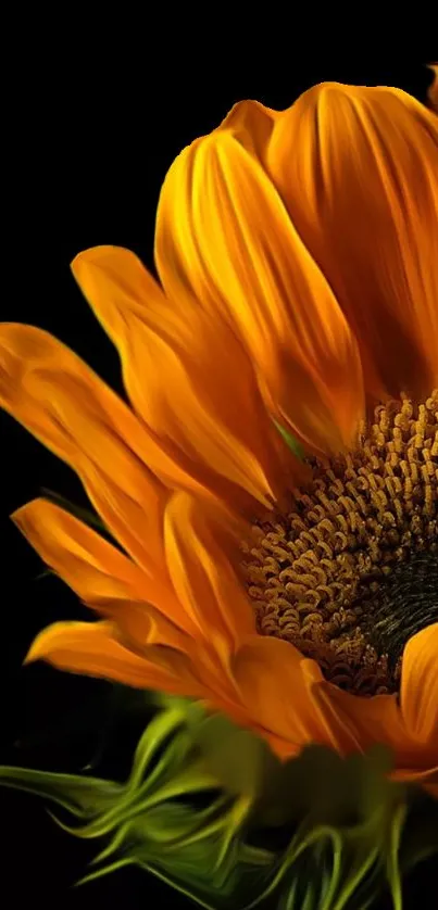 Close-up of a vibrant orange sunflower against a black background.