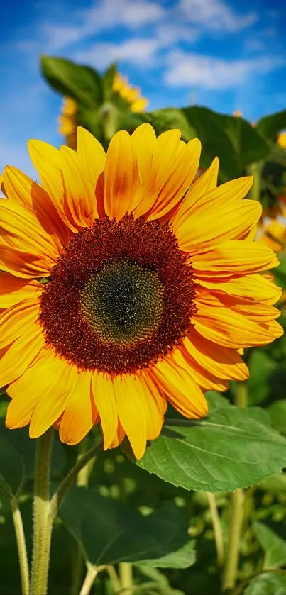 Vibrant sunflower with golden petals against a blue sky.