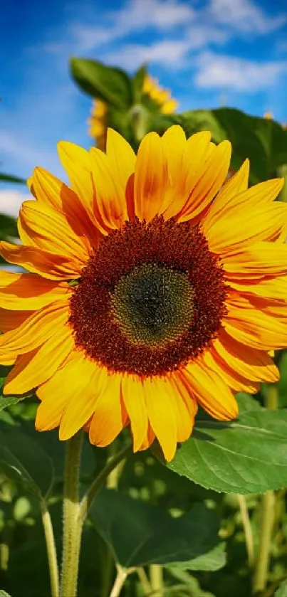 Vibrant sunflower with green leaves and blue sky background.