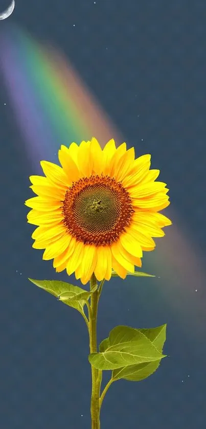 Sunflower with rainbow on dark blue background for mobile wallpaper.