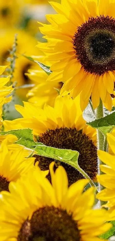 Vibrant yellow sunflower wallpaper with green leaves.