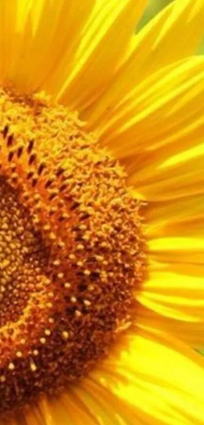 Close-up of a vibrant sunflower with yellow petals.