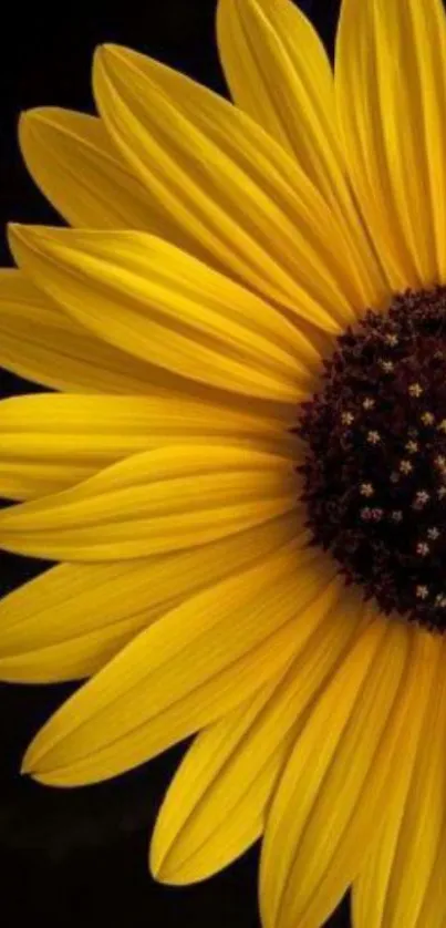 Vibrant sunflower with yellow petals on a dark background.