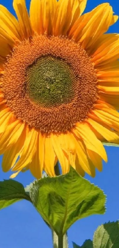 Vibrant sunflower against a blue sky, full bloom mobile wallpaper.