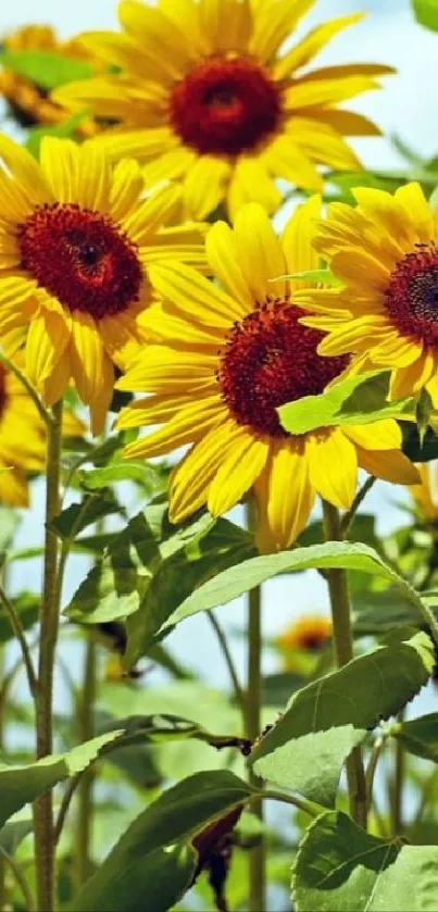 Vibrant sunflowers with green leaves under a clear blue sky.