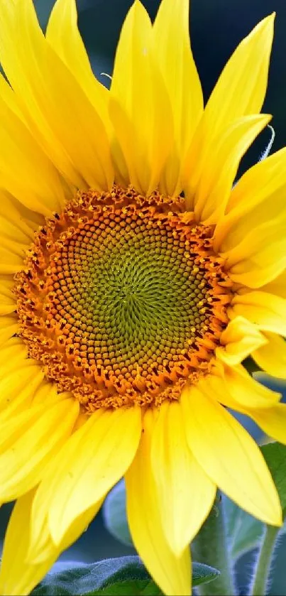 Vibrant sunflower with yellow petals and textured center on mobile wallpaper.